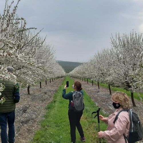 TNT Aventura-Ruta de los Almendros en Flor (haciendo fotos)